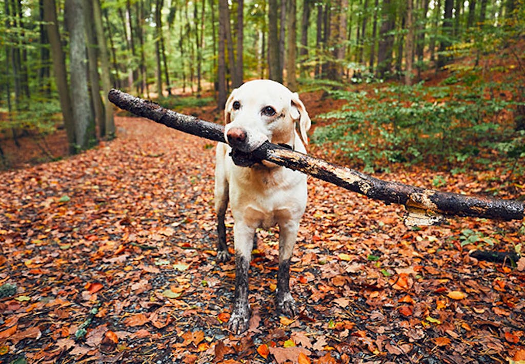 Gå tur i skogen eller et nytt sted når hunden har løpteid