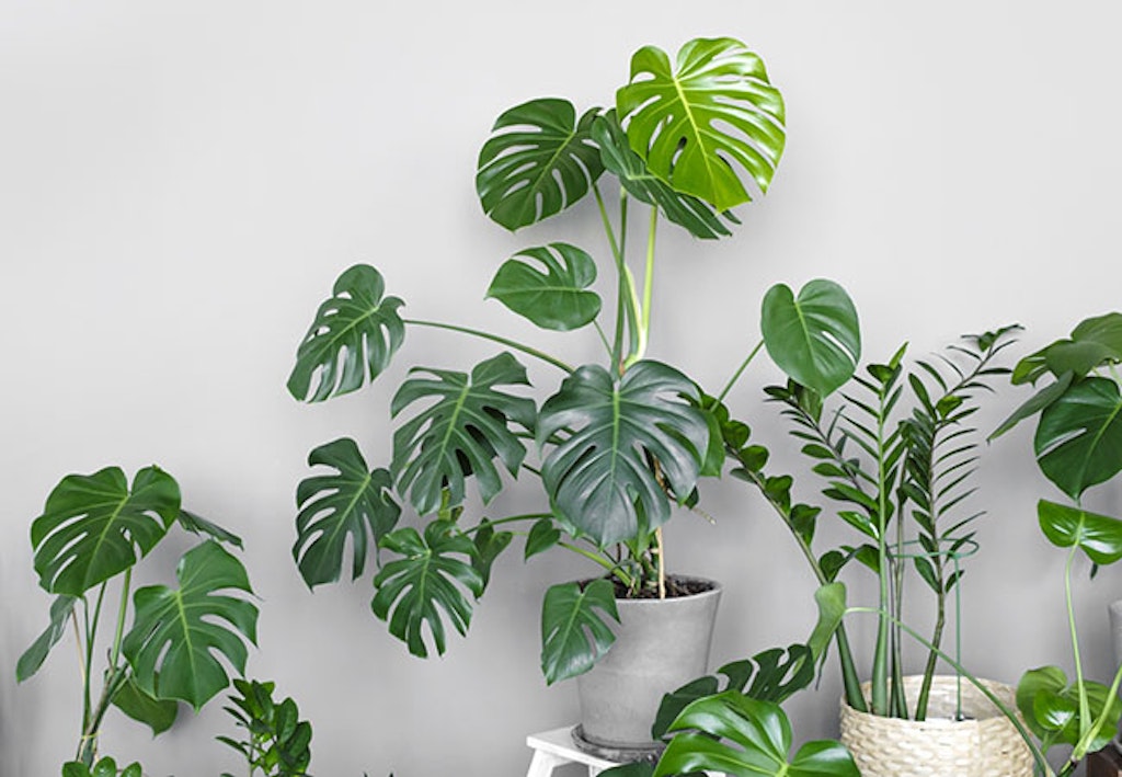 Monstera er en av de mest populære inneplantene