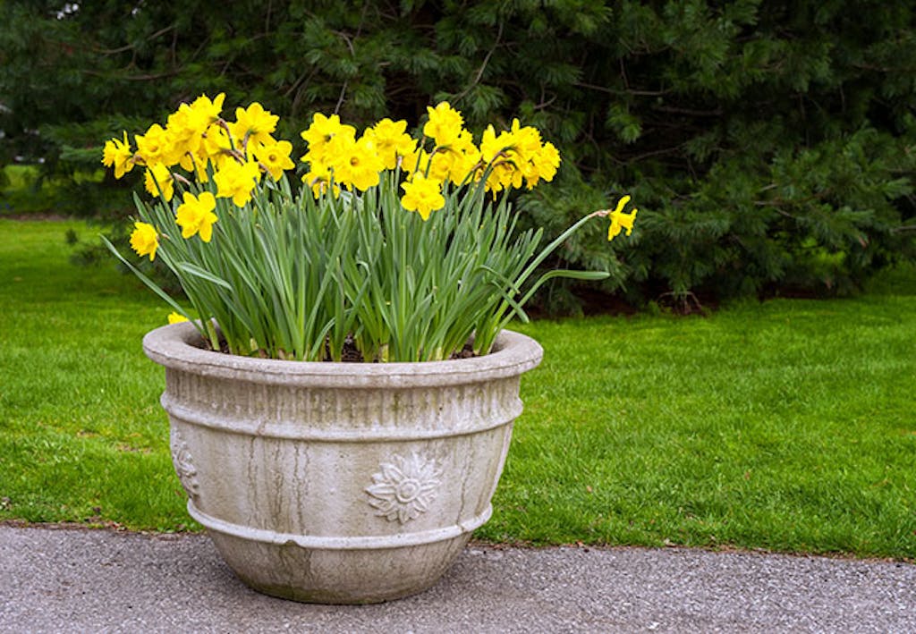 Plant påskeliljer i potte