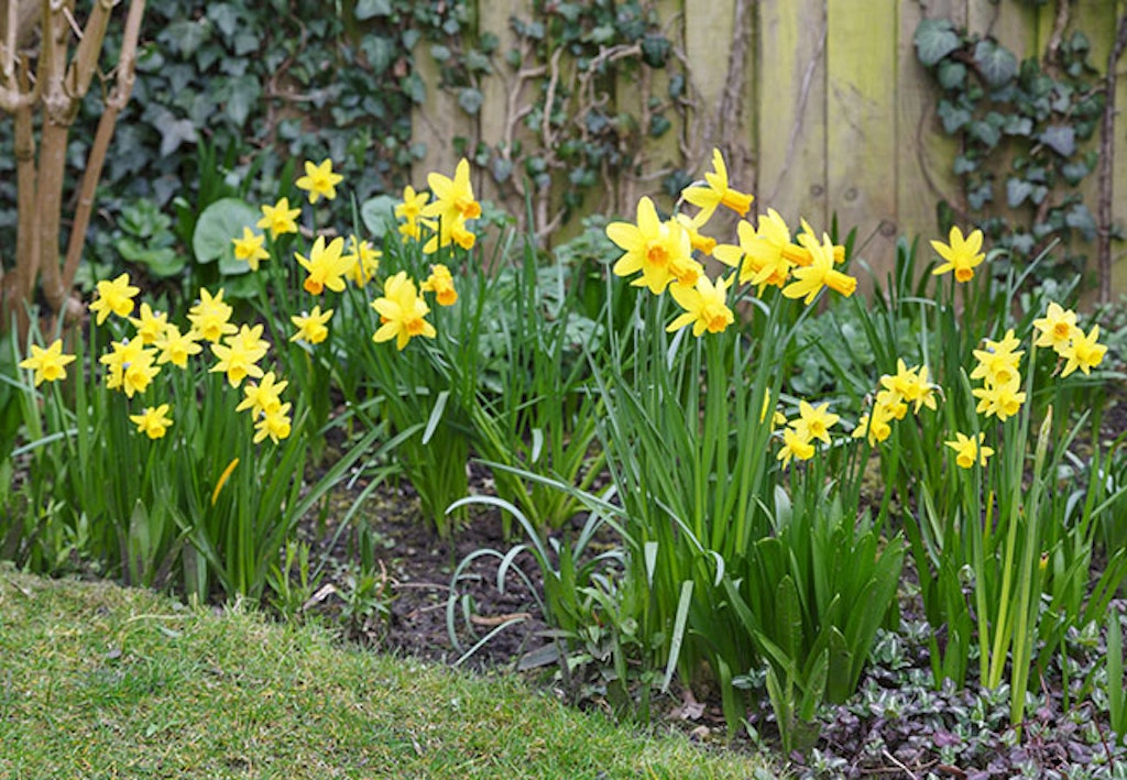 Det er enkelt å plante påskeliljer i hagen
