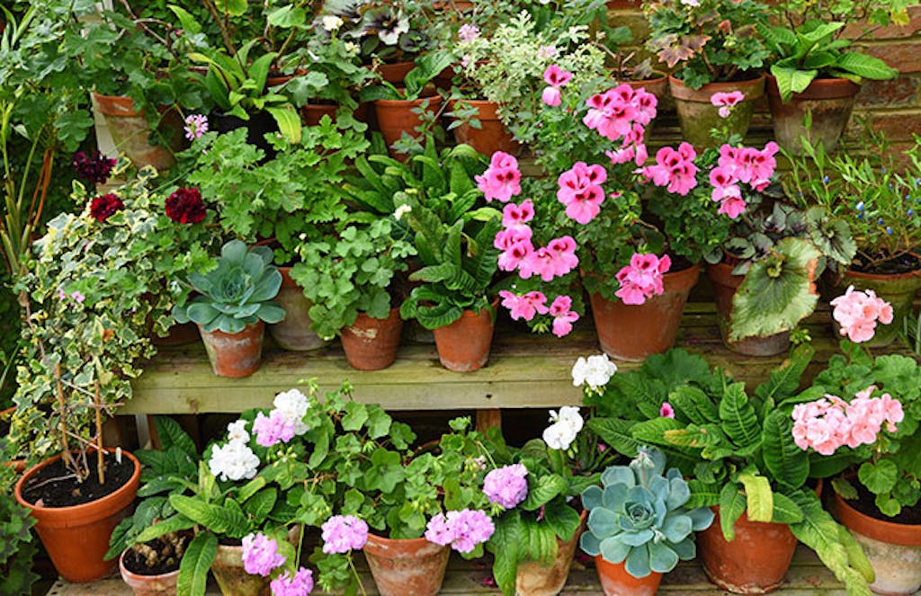 Pelargonia tåler ikke frost eller minusgrader