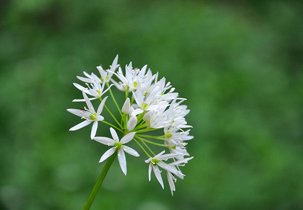 Ramsløk stjerneformede blomster