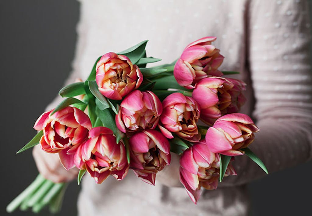 rosa tulipaner til valentinsdagen