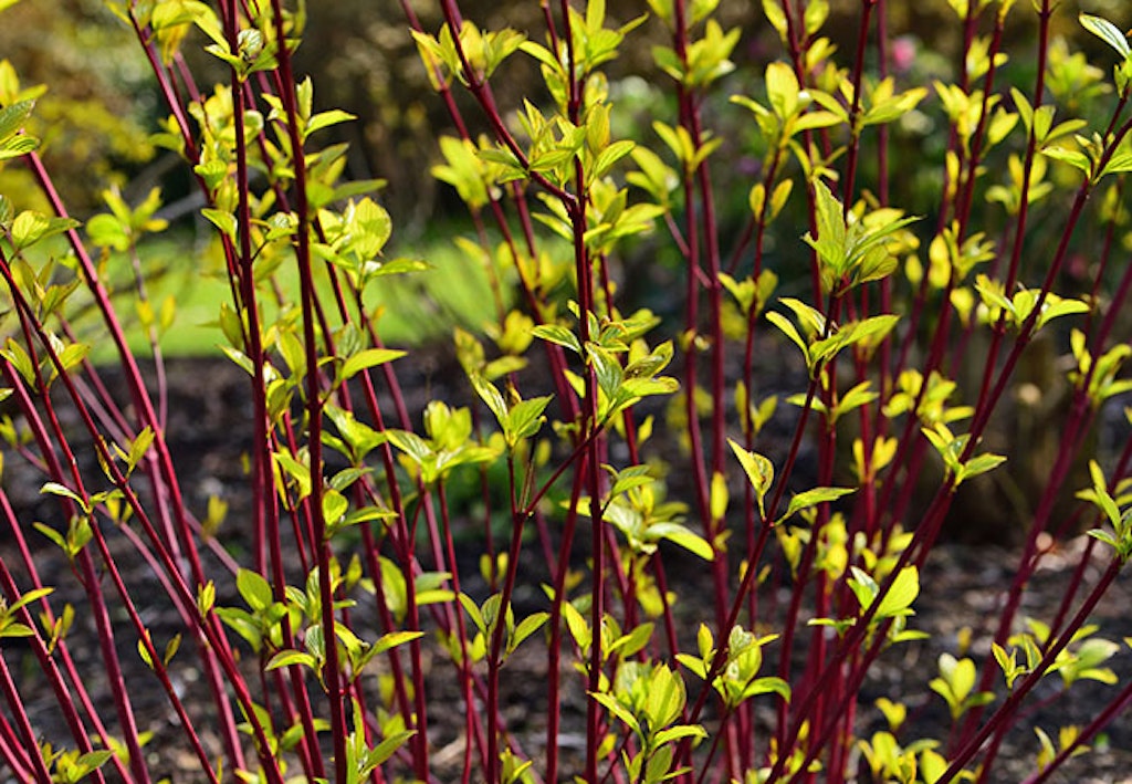 Sibirkornell med rød grener, skyggeplante