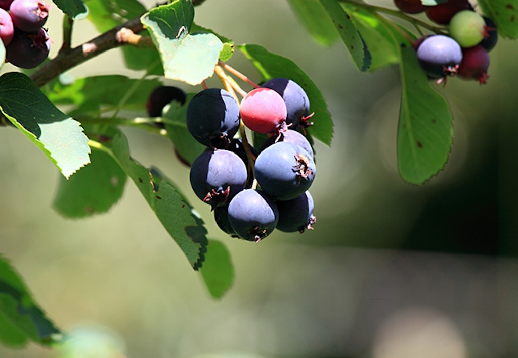 Mørkleblå bær på søtmispel indikerer modne bær