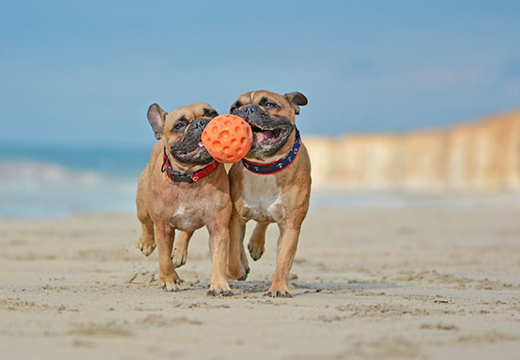 fransk bulldog leker på stranden med ball