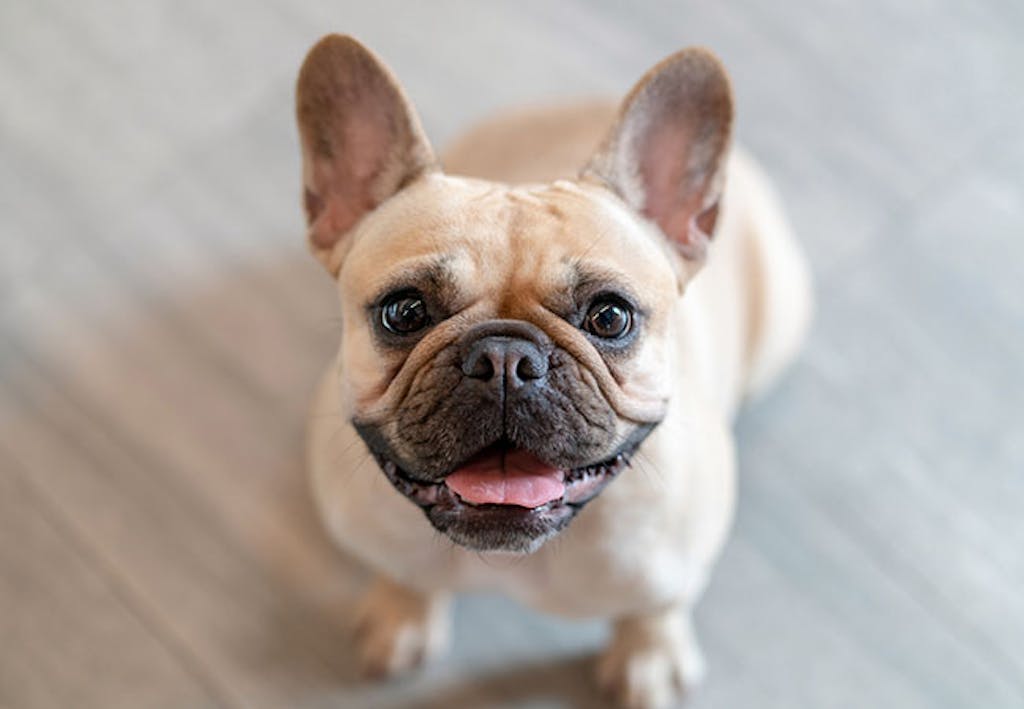 søt fransk bulldog på gulvet smiler