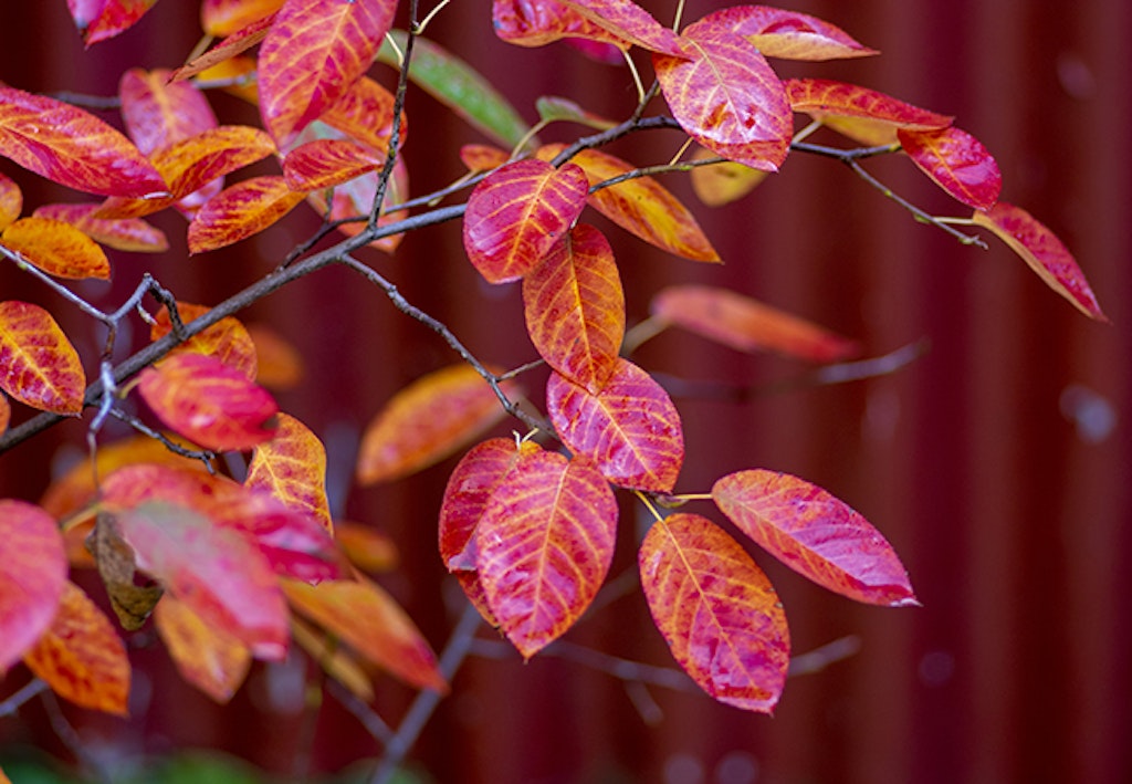 På høsten får mispelen røde blader