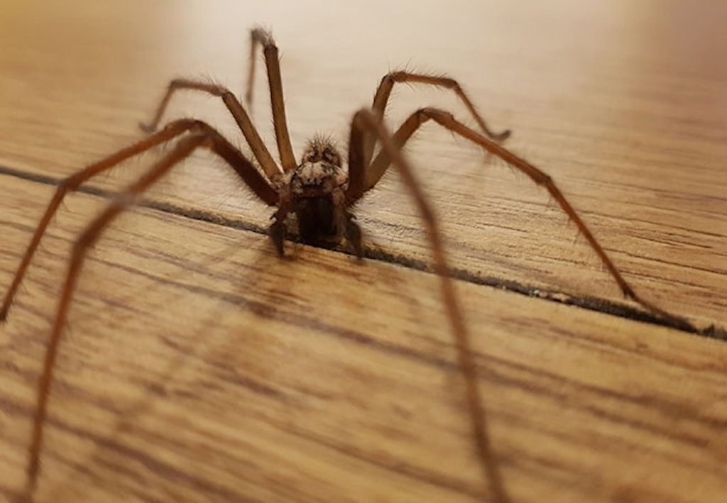 Hva er norges største edderkopp