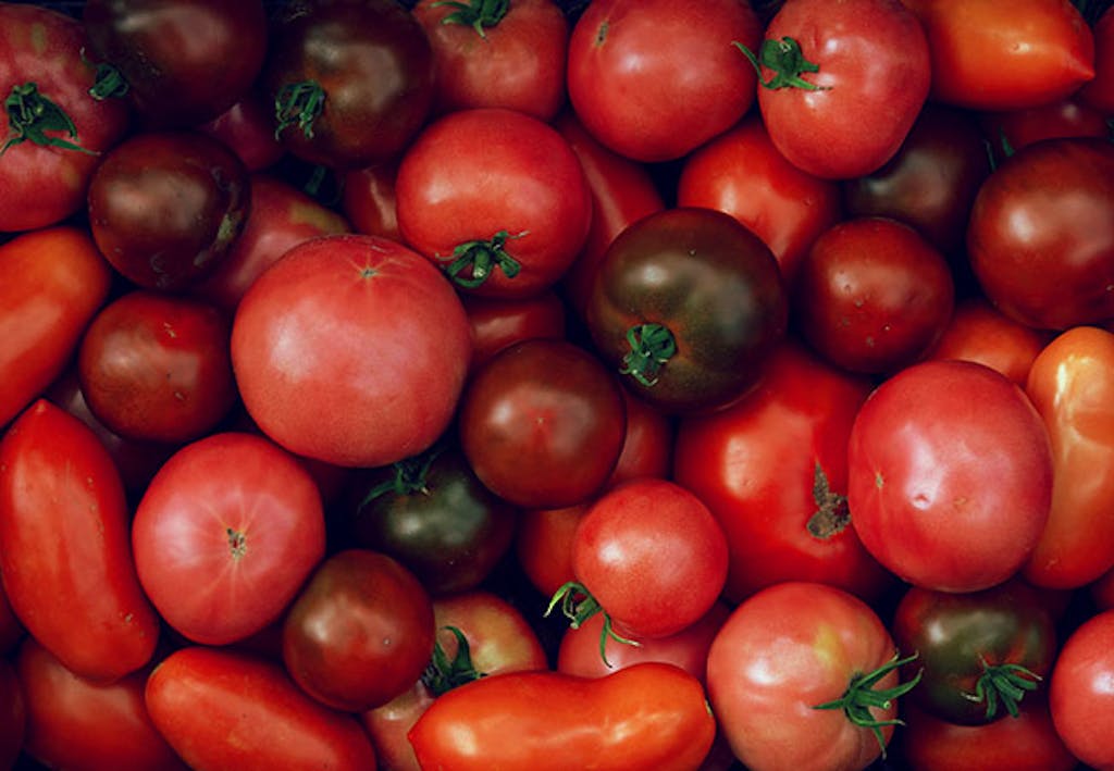 Tomater smaker best hvis de ikke er i kjøleskapet