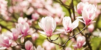 Du kan få magnolia enten som tre eller busk og slekten omfatter både eviggrønne og løvfellende sorter