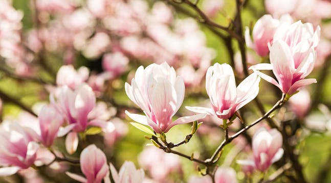 Du kan få magnolia enten som tre eller busk og slekten omfatter både eviggrønne og løvfellende sorter