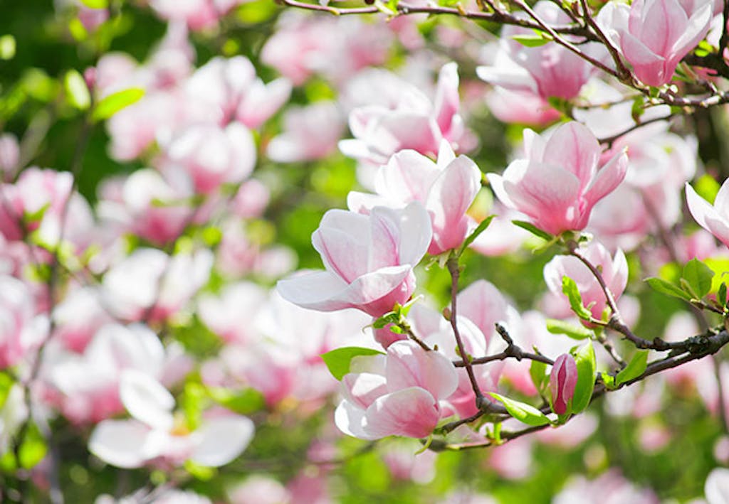 magnolia