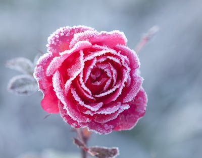 Roser om vinteren