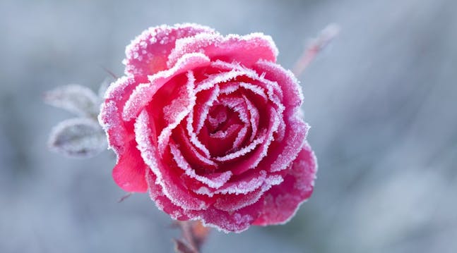 Roser om vinteren