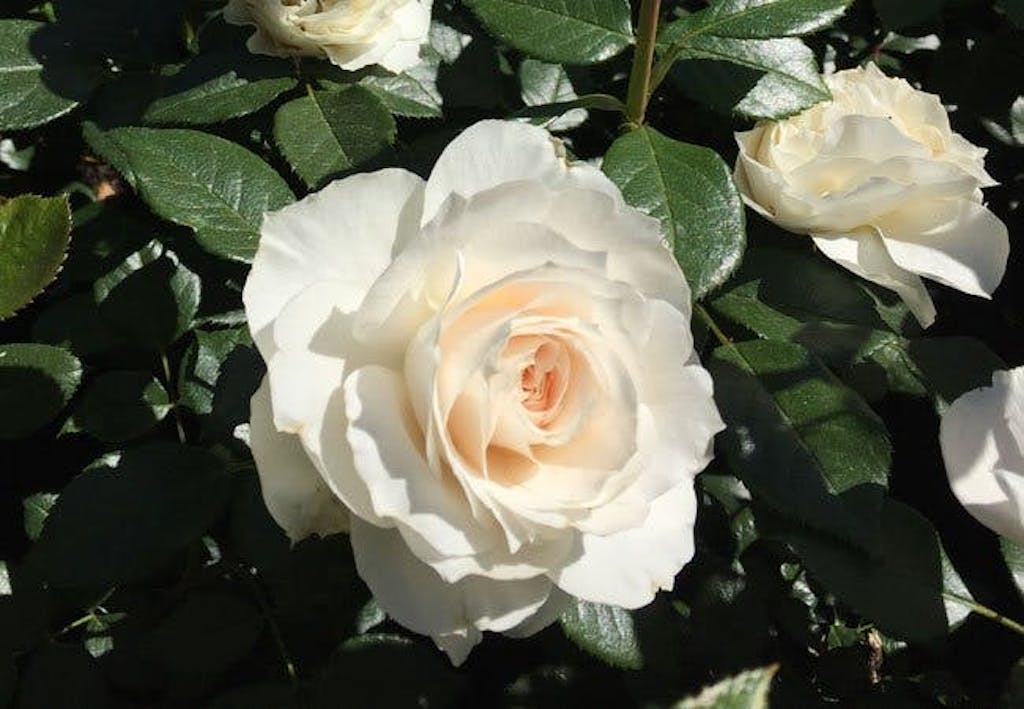 Hvit rose 