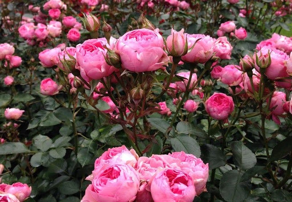 Rosa roser 