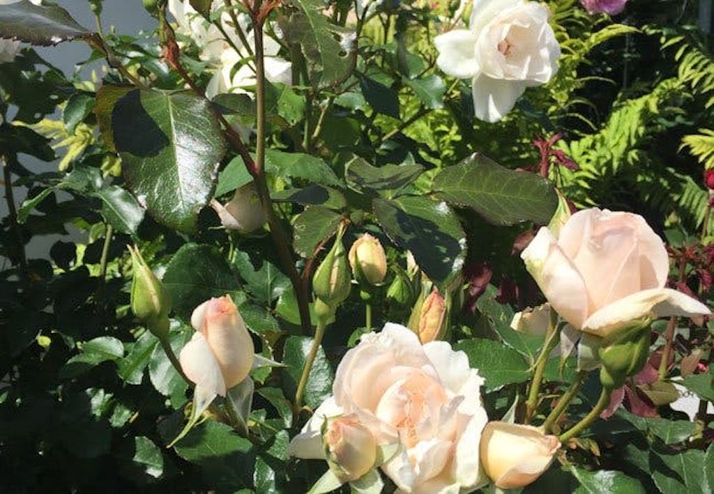 Lyserosa roser