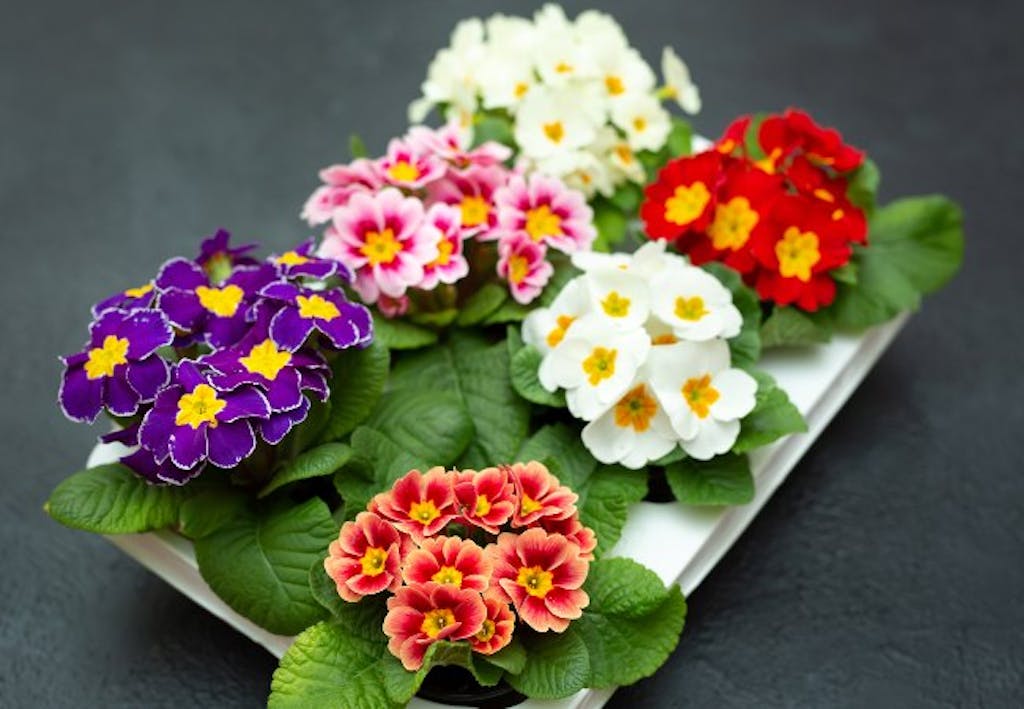primula