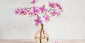 orkide i vase