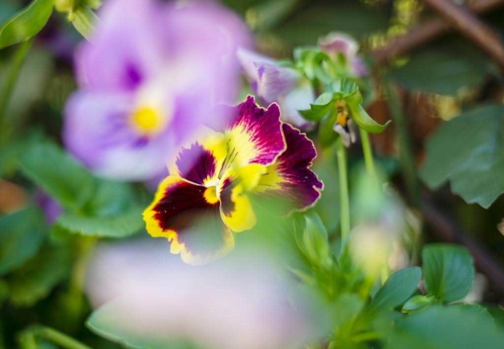 stemorsblomster