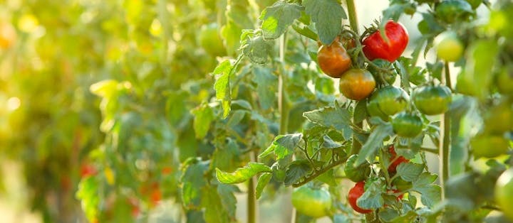tomater i drivhus