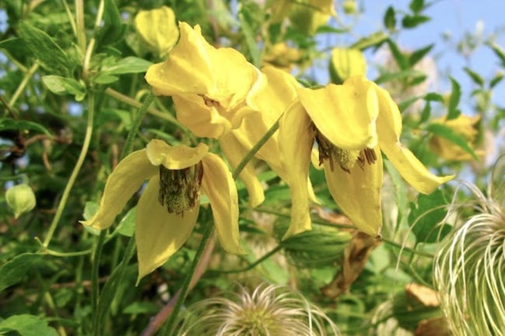 gul klematis