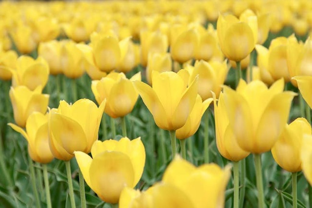 gule tulipaner