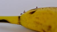 bananfluer