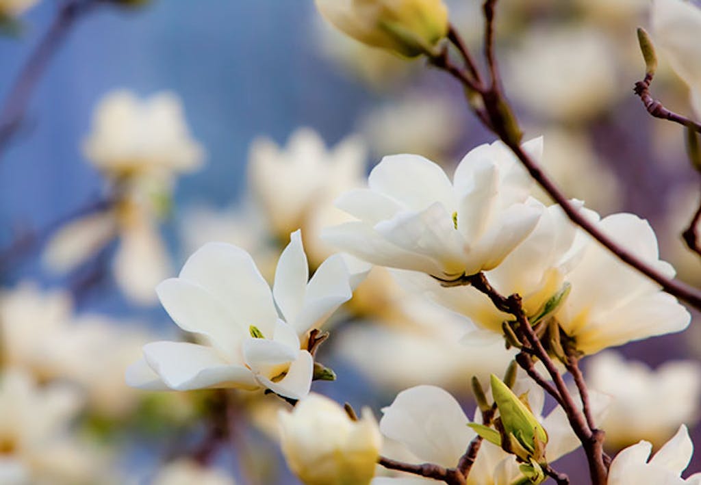 hvit magnolia