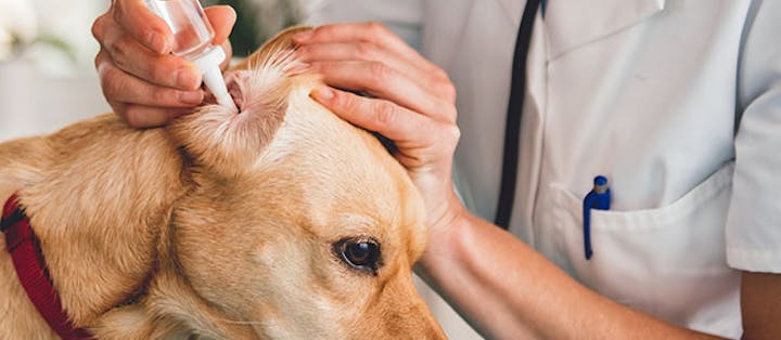 hundesykdommer ørebetennelse