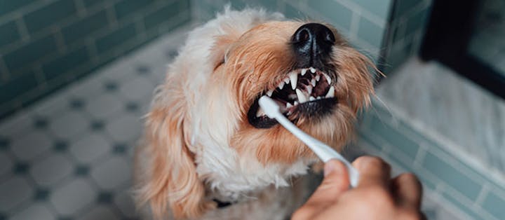 tannproblemer hos hund