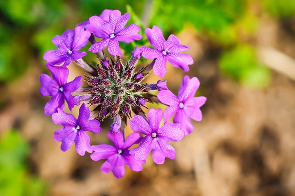 Verbena Canadensis (homestead Purple)