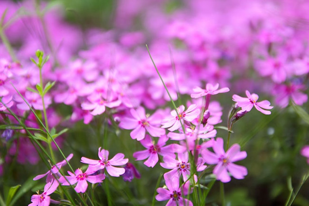 Flowering Verbena In The Spring Garden, Pattern With Small Pink Flowers, Pink Verbena On A Blurred Background, Blank For The Designer, Botanical Garden, Postcard On The Holiday