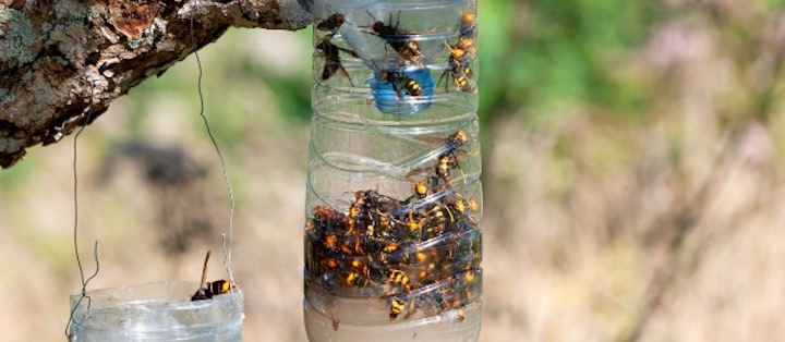 Hvepsefælde med hvepse