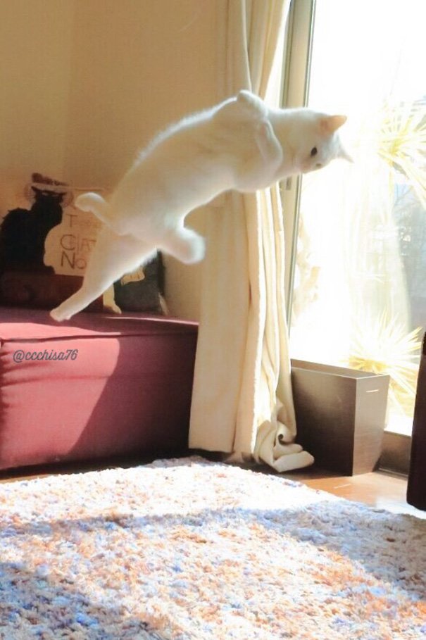 Pligt Undertrykkelse Spil Se katten, der danser ballet i al hemmelighed - idenyt