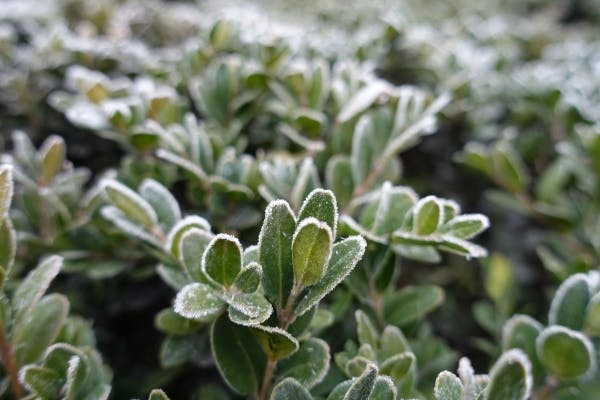 Frost på busk
