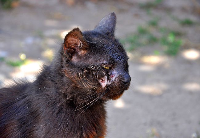 Snor ambulance Ofte talt Kan man beskytte sin kat mod katte-AIDS?