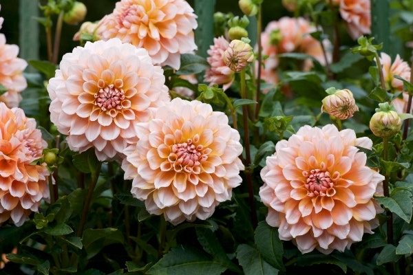 Pom Pom dahlia