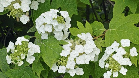 Hydranges quercifolia er en kraftig hortensia-busk på et par meter med blade, der ligner egeblade.