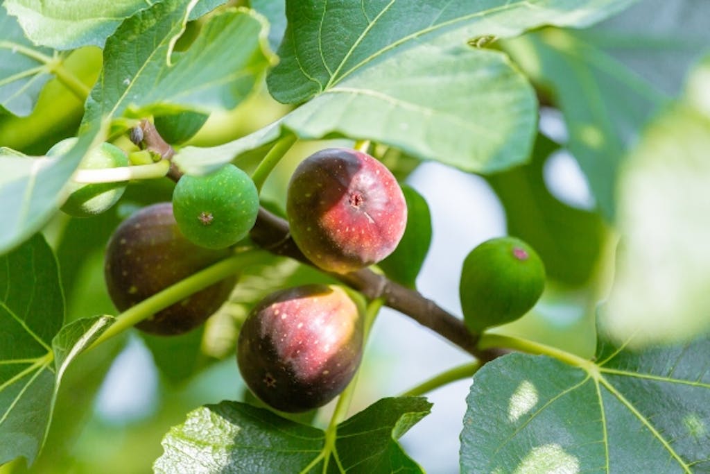 pris Wreck skade Figentræ | Få succes med figentræ i haven og høst søde figner
