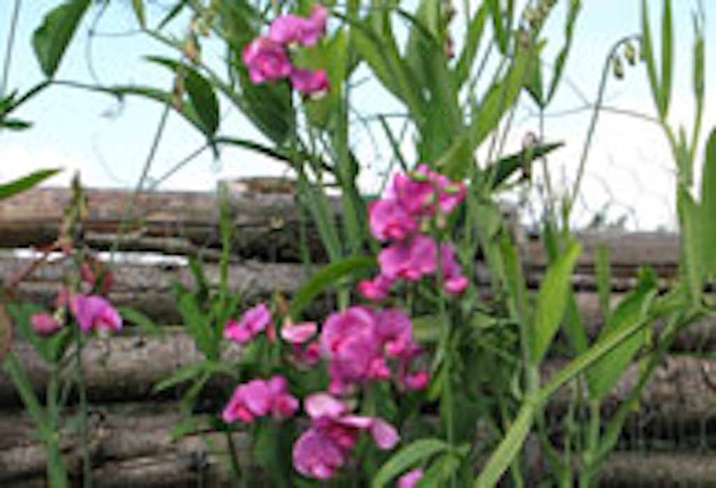 Flerårig ærteblomst hedder Lathyrus latifolius på latin