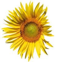 Solsikkekerner kan blive til mange solsikker