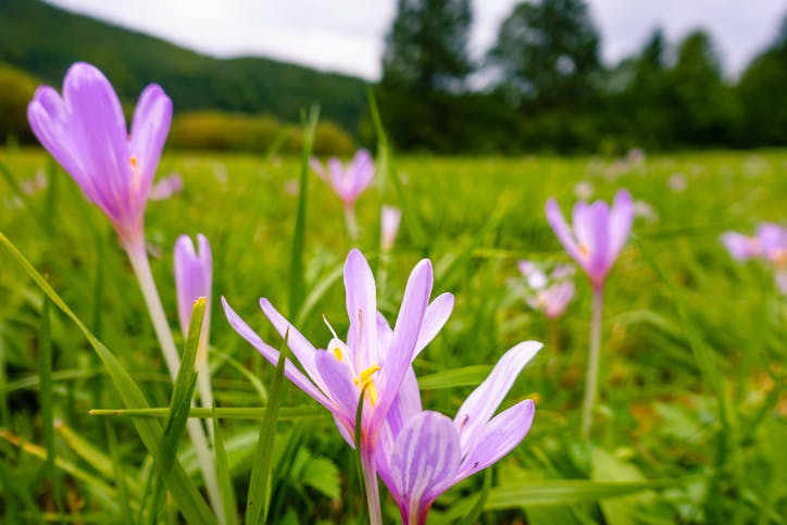 Høsttidløs ligner til forveksling krokus med sine fine, lyslilla kronblade. 