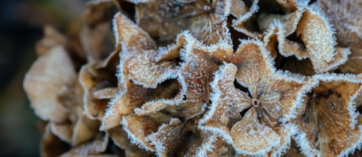 Nogle hortensia er fuldt vinterhårdføre og behøver ikke nogen tildækning for at klare den danske vinter.