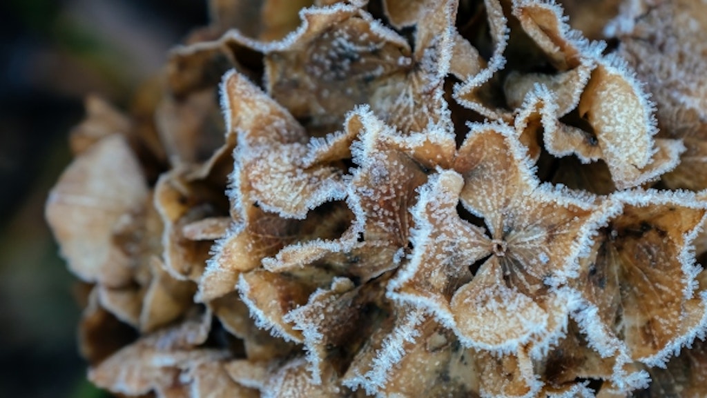 Nogle hortensia er fuldt vinterhårdføre og behøver ikke nogen tildækning for at klare den danske vinter.