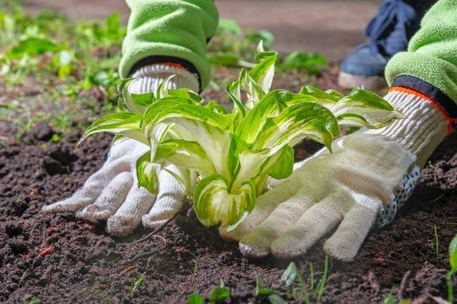 Hosta bliver plantet