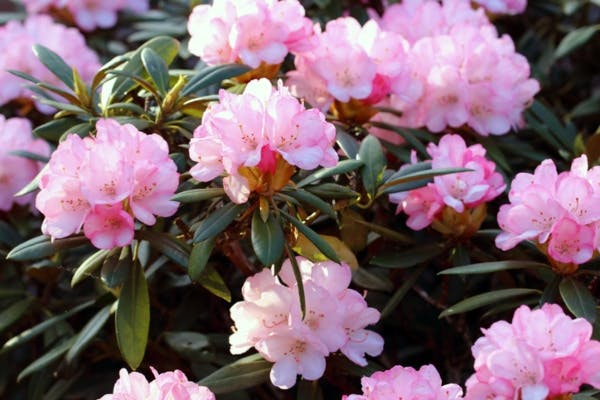 Busk med rhododendron med flotte, lyserøde blomster. Det er sorten yakushimanum.