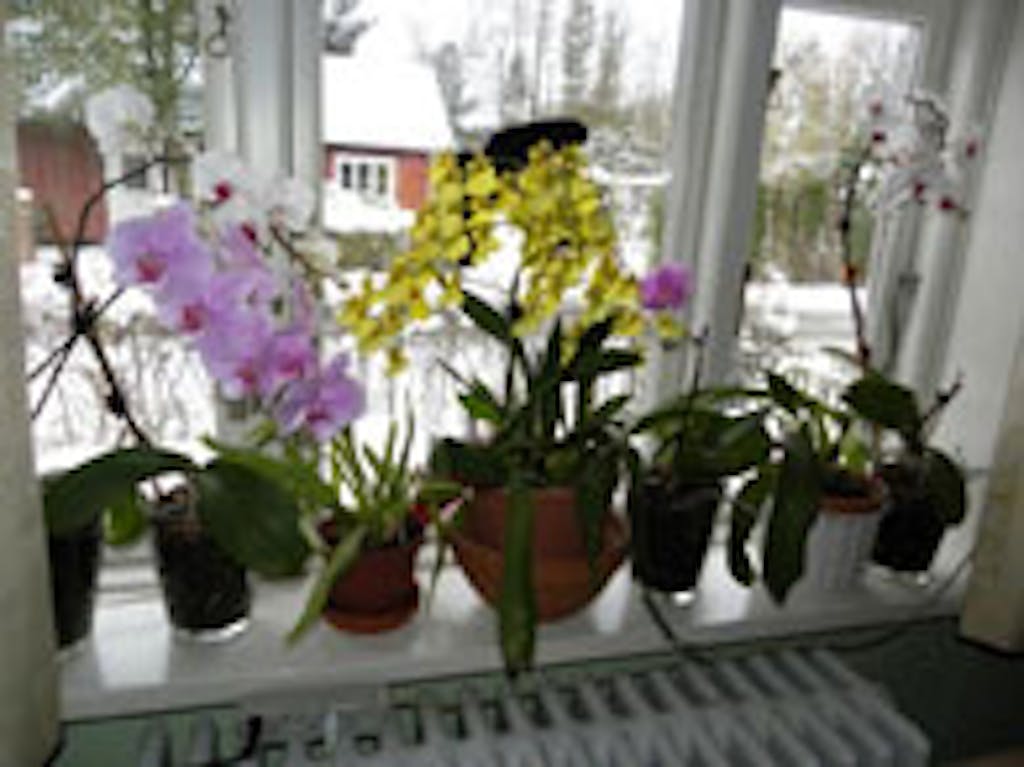 Vindueskarmen er fyldt med orkideer