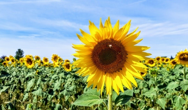 Tørrede solsikker er gode som evighedsblomst